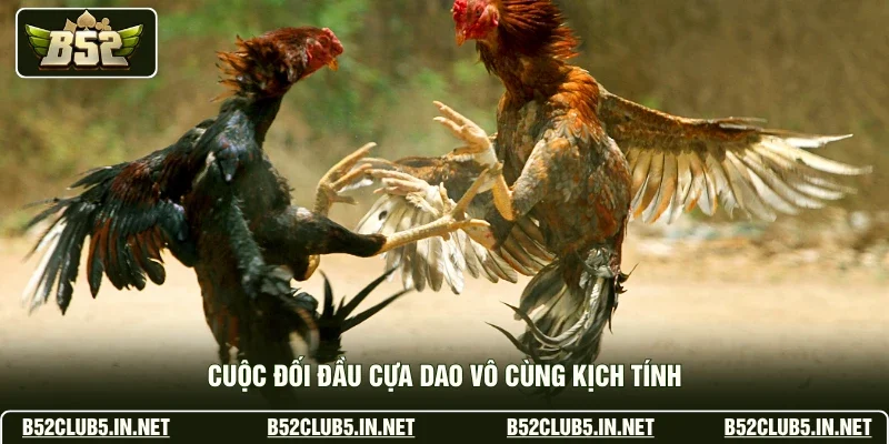 Cuộc đối đầu cựa dao vô cùng kịch tính