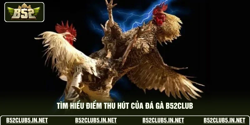 Tìm hiểu điểm thu hút của đá gà B52club